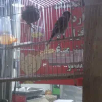 سهره قناری نر بخون