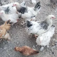 برهما مرغ و خروس|حیوانات مزرعه|شیراز, اکبر آباد|دیوار