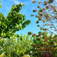 فروش باغ تلاش جهاد کشاورزی|فروش زمین و ملک کلنگی|زنجان, |دیوار