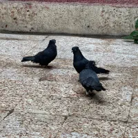 آبادانی حرفی