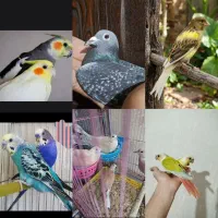 کبوتر.گروه