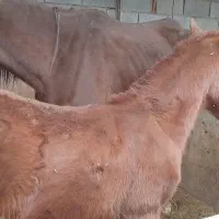 مادیون عرب درشور|اسب و تجهیزات اسب‌سواری|شیراز, قلات|دیوار