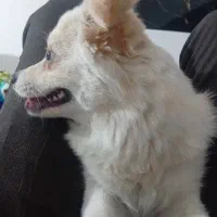 سگ باهوش حرف گوش کن