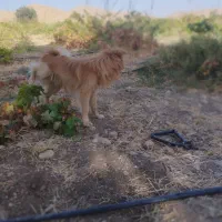 سگ موکا جذاب|سگ|سرپل ذهاب, |دیوار