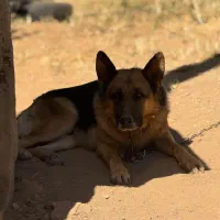 سگ نژاد ژرمن|سگ|سقز, |دیوار