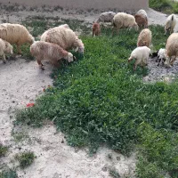 ۶ عدد میش جوان  با بره  و  ۴ عدد بز با بزغاله