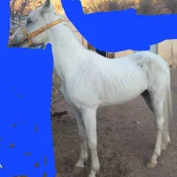 فروش اسب نر|اسب و تجهیزات اسبسواری|تبریز, |دیوار