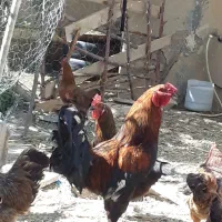 خروس لاری چهل تاج
