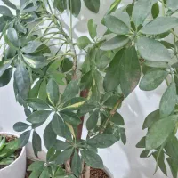 گل طبیعی شاداب سرحال