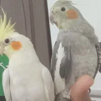 عروس هلندی|پرنده|قم, انصارالحسین|دیوار