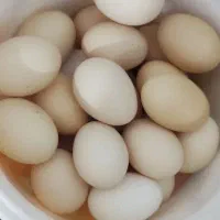 تخم مرغ محلی