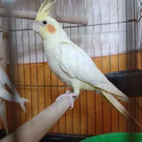 عروس هلندی لوتینو