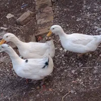 اردک درشت