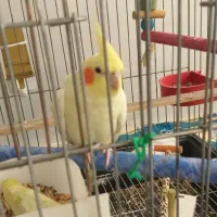 عروس هلندی نر دستی|پرنده|شیراز, کرونی(خاتونک)|دیوار