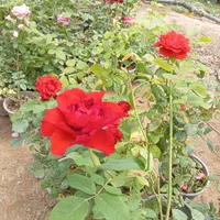 گل رز هلندی ساناز نسترن یاس محمدی شمشاد به لیمو