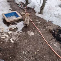 دوتا توله کانگال نروماده دم فر