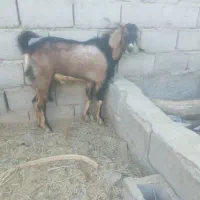 دو عدد نری یک کیسه