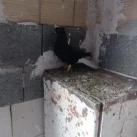 کفتر|پرنده|قزوین, |دیوار