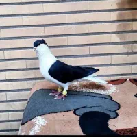 کبوتر بازا اگهی بخونن