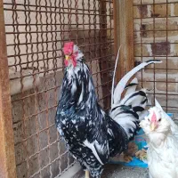 خروس گلین اصل چهل تاج