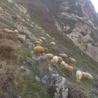 بره نر|حیوانات مزرعه|کلیبر, |دیوار