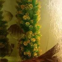 دالر بلک‌بری وبلک بار|ماهی|اصفهان, ملاصدرا|دیوار