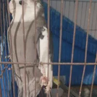 عروس مولد با تخم و جوجه همه نژاد|پرنده|خرمدره, |دیوار