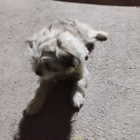 سگ اشپیتز|سگ|فارسان, |دیوار