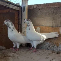 کفتر  دوتا ماده