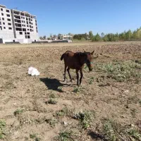 سه عدد کره|اسب و تجهیزات اسبسواری|نیر (اردبیل), |دیوار