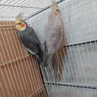 جفت عروس دم تخم