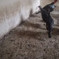 ۴عددبوقلمون