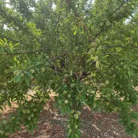 فروش نهال مساوی با سود خالص