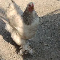 تخم نطفه دار برهما اصل