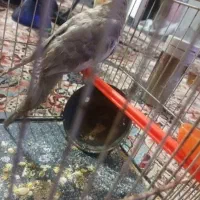 عروس هلندی