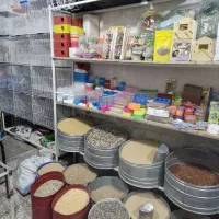 دنیای حیوانات|پرنده|بیرجند, |دیوار