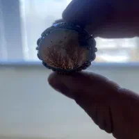 شجر شیخ احمد ناب