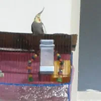 گمشده|حیوانات|قم, نیروگاه|دیوار