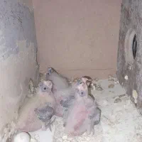 جوجه عروس سلاکی