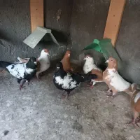 کفتر کبوتر افغانی