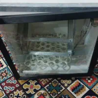 دستگاه جوجه کشی ۸۴ تایی|لوازم جانبی حیوانات|بندر انزلی, لیچارگی حسن رود|دیوار