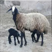 گوسفند نژاد شال|حیوانات مزرعه|یزد, |دیوار