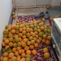 نارنج(چین روز)