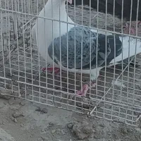 جفت کبوتر معاوضه|پرنده|زهک, |دیوار