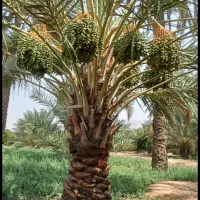 استاد ماهر نخل