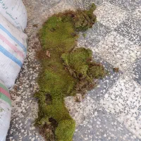 خزه جنگلی تازه با گونی سه خط بزرگ|گل و گیاه طبیعی|مرزیکلا, |دیوار