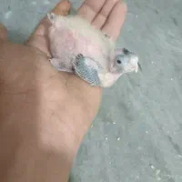 جوجه عروس سرلاکی
