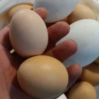 تخم مرغ بومی