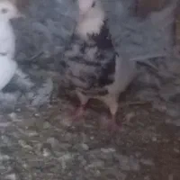 فروش طوقی نر آماده