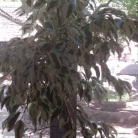 گل بنجامین بزرگ